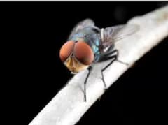 ਮਰੀਆਂ ਹੋਈਆਂ ਮੱਖੀਆਂ ਨੂੰ ਦੇਖ ਕੇ ਕਿਉਂ ਮਰਨ ਲੱਗ ਜਾਂਦੀਆਂ ਨੇ ਹੋਰ ਮੱਖੀਆਂ ? ਜਾਣੋ ਜਵਾਬ