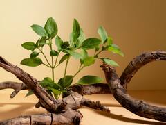 ચોમાસામાં દવા કરતાં વધુ અસરકારક છે આ 5 વસ્તુઓ, બીમારીઓને નજીક પણ નહીં આવવા દે