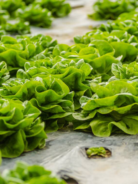 बरसात में जरूर करें इन सब्जियों की खेती