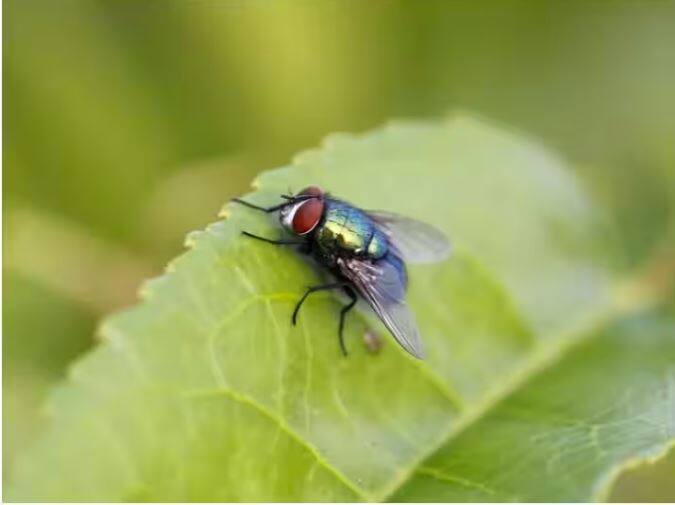 Fly Death Facts: ਜਿਹੜੀ ਮੱਖੀ ਤੁਹਾਡੇ ਨੱਕ 'ਤੇ ਬੈਠ ਕੇ ਤੁਹਾਨੂੰ ਵਾਰ-ਵਾਰ ਪਰੇਸ਼ਾਨ ਕਰਦੀ ਹੈ, ਉਹ ਮੱਖੀ ਵੀ ਦੂਜੀ ਮਰੀ ਹੋਈ ਮੱਖੀ ਨੂੰ ਦੇਖ ਕੇ ਮਰ ਜਾਂਦੀ ਹੈ। ਜਾਣੋ ਅਜਿਹਾ ਕਿਉਂ ਹੁੰਦਾ ਹੈ।