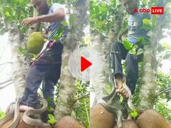 पेड़ पर चढ़कर कटहल तोड़ रहा था शख्स... तभी पैर में लिपट गया जहरीला सांप, लोग बोले- 'और करो चोरी'