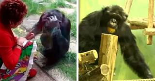 Viral News: ਔਰਤ ਨੂੰ ਚਿੰਪਾਂਜ਼ੀ ਨਾਲ ਹੋਇਆ ਪਿਆਰ, ਵੱਖ ਹੋਣ ਤੋਂ ਪਰੇਸ਼ਾਨ ਸੀ ਕਪਲ, ਇੱਕ ਸ਼ਰਤ 'ਤੇ ਦਿੱਤੀ ਗਈ ਮਿਲਣ ਦੀ ਇਜਾਜ਼ਤ