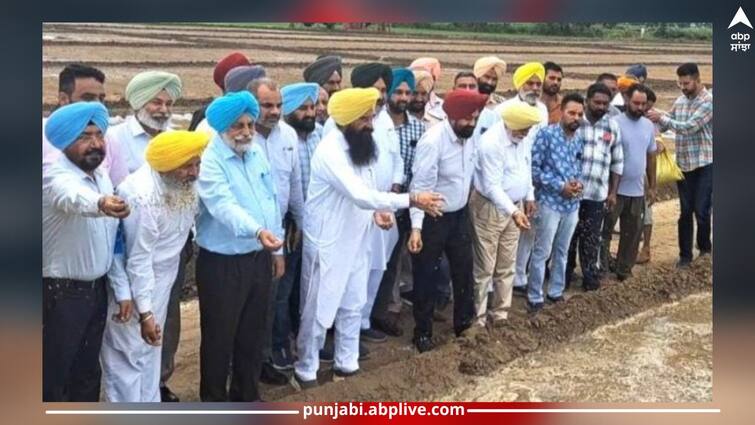 Punjab government has set a target of replanting paddy in 2.5 lakh acres, farmers will get paneri ਪੰਜਾਬ ਸਰਕਾਰ ਨੇ 2.5 ਲੱਖ ਏਕੜ ਰਕਬੇ 'ਚ ਮੁੜ ਝੋਨੇ ਦੀ ਲੁਆਈ ਦਾ ਟੀਚਾ, ਕਿਸਾਨਾਂ ਨੂੰ ਮਿਲੇਗੀ ਪਨੀਰੀ