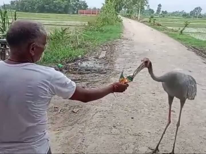 Basti News: बस्ती में भी सारस के दिल को भाई इंसानों के साथ दोस्ती, पूरा गांव बना उसका दोस्त Basti friendship between saras and villagers like arif is in limelight Basti News: बस्ती में भी सारस के दिल को भाई इंसानों के साथ दोस्ती, पूरा गांव बना उसका दोस्त