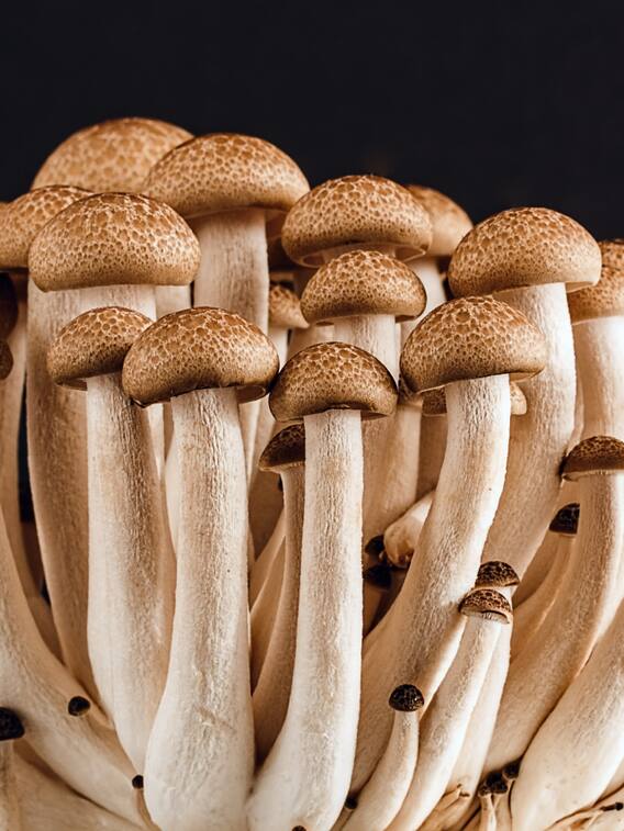 आखिर कैसे की जाती है मशरूम की खेती? एक क्लिक कर जानें