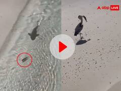 मछली के पीछे पड़ी थी शार्क, बीच में आकर शिकार को उड़ा ले गया बगुला, बिल्कुल फिल्मी नजारा Video