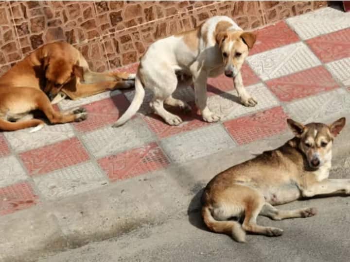 Gorakhpur Shopkeeper poisoned 6 stray dogs UP Police Registered case under Animal Cruelty Act ANN Gorakhpur News: गोरखपुर में जानवरों के साथ हैवानियत, व्‍यापारी पर 6 आवारा कुत्तों को जहर देकर मारने का आरोप