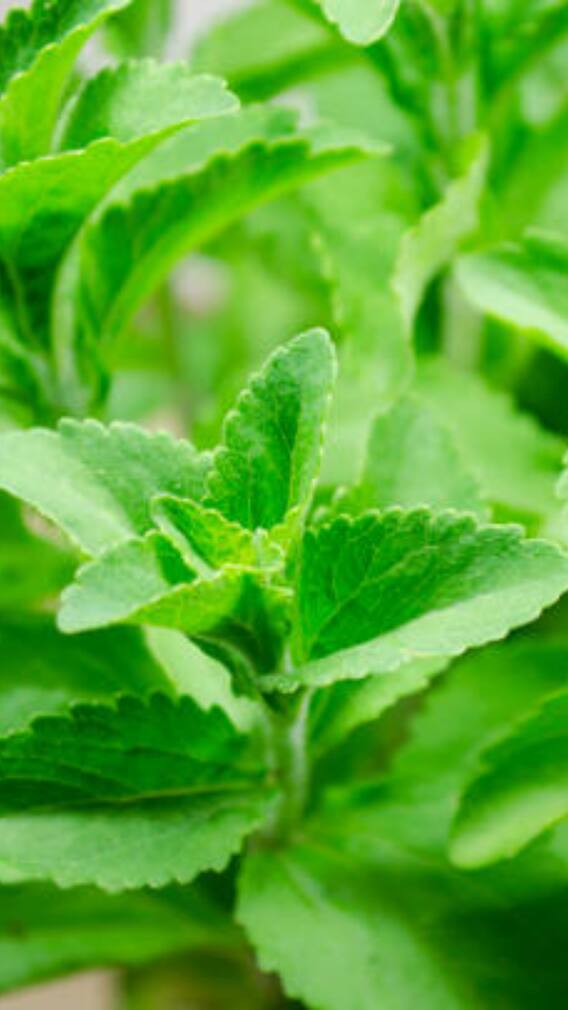 ਸਟੀਵੀਆ ਦੀ ਖੇਤੀ ਤੁਹਾਨੂੰ ਬਣਾ ਦੇਵੇਗੀ ਅਮੀਰ