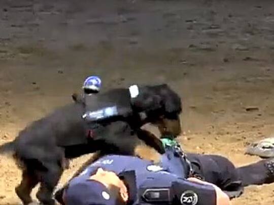 police dog give cpr to man viral video Amazing Video: ਕੁੱਤੇ ਨੇ ਦਿੱਤੀ CPR, ਛਾਤੀ 'ਤੇ ਛਾਲ ਮਾਰ ਕੇ ਬਚਾਈ ਜਾਨ! ਪੁਲਿਸ ਦੇ ਕੁੱਤੇ ਨੂੰ ਮਿਲੀ ਅਦਭੁਤ ਟ੍ਰੇਨਿੰਗ