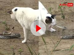 बिल्ली ने जहरीले सांप को चटा दी धूल, झपट्टा मार-मार कर पहले अधमरा किया फिर मुंह से उठाकर...VIDEO Viral