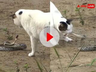 Cat vs Snake: बिल्ली ने जहरीले सांप को चटा दी धूल, झपट्टा मार-मार कर पहले अधमरा किया फिर मुंह से उठाकर...VIDEO Viral