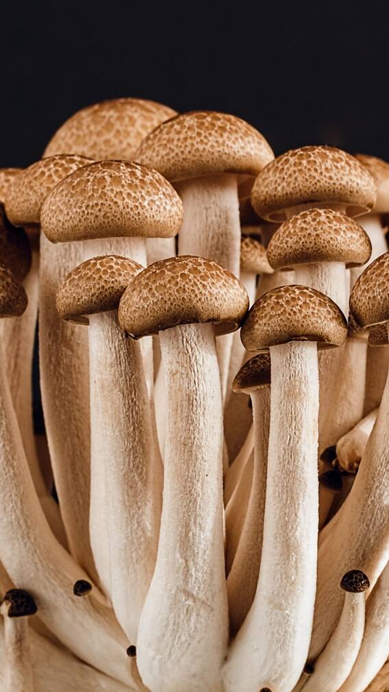 ਇਦਾਂ ਕਰ ਸਕਦੇ ਹੋ ਮਸ਼ਰੂਮ ਦੀ ਖੇਤੀ, ਜਾਣੋ