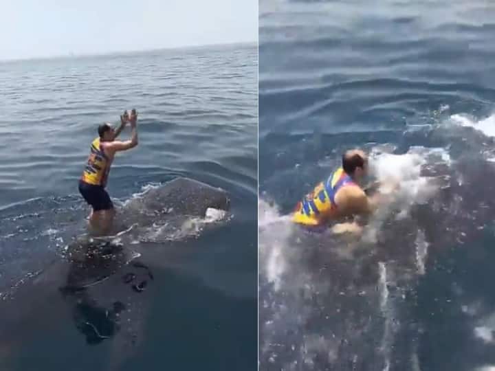 Man Jumped On Blue Whale In Sea Started Dancing Watch Viral Video बीच समंदर में व्हेल के ऊपर कूद गया शख्स, करने लगा डांस और फिर..., देखें Video