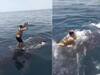 बीच समंदर में व्हेल के ऊपर कूद गया शख्स, करने लगा डांस और फिर..., देखें Video