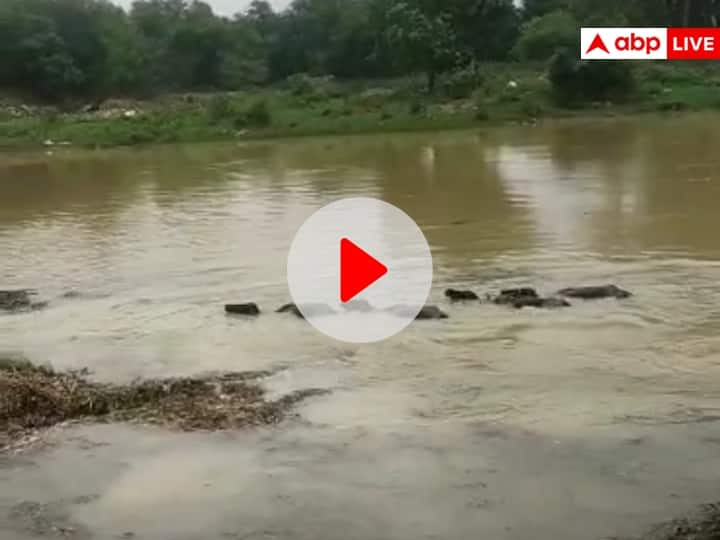Chhattisgarh News: Rivers in spate due to incessant rains, more than a dozen cattle flow into Kharoon river