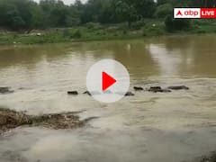 छत्तीसगढ़: लगातार बारिश से नदियां उफान पर, एक दर्जन से ज्यादा मवेशी खारून नदी में बहे, Video Viral