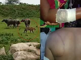 Tiger Attack : झोपेत असताना  मेंढपाळ परिवारावर वाघाचा हल्ला, बापलेकाने झुंज देत वाचवले प्राण; मात्र हल्ला करणाऱ्या वाघाचा मृत्यू