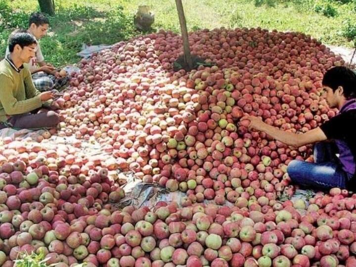 Apples will procured according to weight in Himachal government ready for this alternative arrangement ANN Himachal Apple: वजन के हिसाब से ही करनी होगी सेब की खरीद, इस वैकल्पिक व्यवस्था के लिए भी तैयार है सुक्खू सरकार