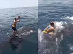 Viral Video: ਵਿਅਕਤੀ ਨੇ ਸਮੁੰਦਰ ਦੇ ਵਿਚਕਾਰ ਵ੍ਹੇਲ ਮੱਛੀ 'ਤੇ ਮਾਰੀ ਛਾਲ, ਕਰਨ ਲੱਗਾ ਡਾਂਸ ਅਤੇ ਫਿਰ..., ਦੇਖੋ ਵੀਡੀਓ