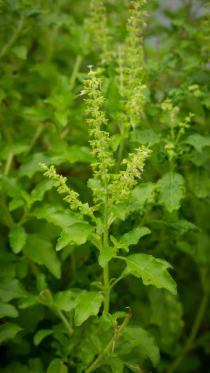 இரத்தம் சுத்தமடையும்