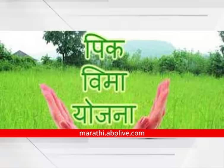 Bogus Crop Insurance cases found in Mangalvedha Solapur  and other district in Maharashtra Bogus Crop Insurance: जमीन एकाची...करार दुसऱ्याचा आणि पैसे तिसऱ्याला...बोगस पीक विमा करणारे मात्र मोकाट