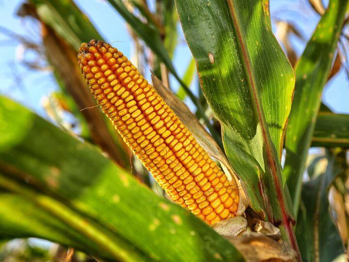 sweet corn farming farmers are earning huge profits know how you can do farming स्वीट कॉर्न की खेती करने वाले किसान कमा रहे हैं मोटा मुनाफा, जानिए आप कैसे कर सकते हैं खेती