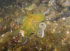 ਇਸ ਜੀਵ ਦੇ ਸਿਰ 'ਤੇ ਹਨ ਪੈਰ, ਤੁਸੀਂ ਇਸ ਦਾ ਨਾਮ ਜ਼ਰੂਰ ਸੁਣਿਆ ਹੋਵੇਗਾ