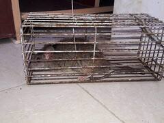 जगदलपुर में चूहों का आतंक, देर रात बजने लगा बैंक का सायरन तो दौड़ आई पुलिस, घंटों चली छानबीन