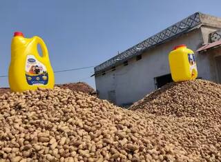 Groundnut Oil Price: અધિક શ્રાવણ મહિનામાં સિંગતેલના ભાવમાં ભડકો, ડબ્બાનો ભાવ પહોંચ્યો 3100 નજીક