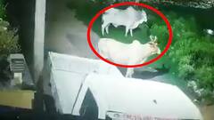 Earthquake in Rajasthan CCTV Camera : రాజస్థాన్ లో తెల్లవారుజామున భూకంపం | ABP Desam