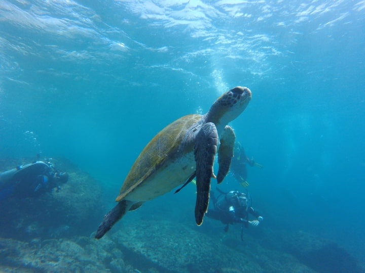 Turtle Vs Tortoise: इंग्लिश टू हिंदी ट्रांसलेटर का उपयोग करेंगे तो Turtle और Tortoise शब्दों का हिंदी अर्थ कछुआ मिलेगा. दिखने में भी ये दोनों एक जैसे ही होते हैं, लेकिन दोनों में काफी अंतर होता है.