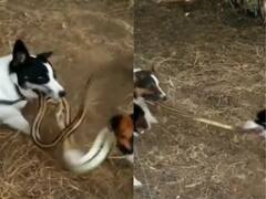 जहरीले सांप को पकड़कर रबड़ की तरह खींचने लगे कुत्ते, नहीं देखी होगी ऐसी भयंकर लड़ाई- VIDEO