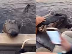 Viral Video: ਕਿਸ਼ਤੀ 'ਤੇ ਚੜ੍ਹਨ ਦੀ ਕੋਸ਼ਿਸ਼ ਕਰਦਾ ਦੇਖਿਆ ਗਿਆ ਮਗਰਮੱਛ, ਲੋਕਾਂ ਨੇ ਪਾਇਆ ਰੌਲਾ!