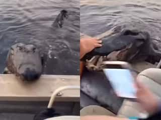 Viral Video: ਕਿਸ਼ਤੀ 'ਤੇ ਚੜ੍ਹਨ ਦੀ ਕੋਸ਼ਿਸ਼ ਕਰਦਾ ਦੇਖਿਆ ਗਿਆ ਮਗਰਮੱਛ, ਲੋਕਾਂ ਨੇ ਪਾਇਆ ਰੌਲਾ!