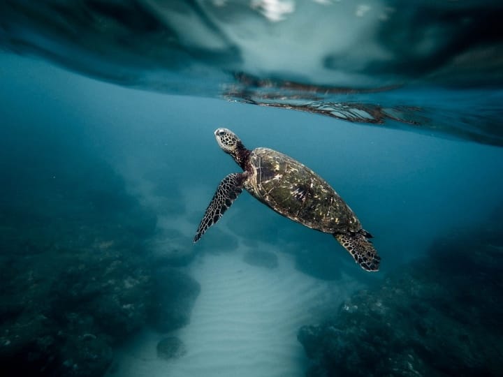 Turtle को जंतु विज्ञान की भाषा में Chelon (चिलोन) कहा जाता है. यह पूरी तरह से Marine है, यानी पानी में ही रहता है. जबकि, Tortoise को Testudo (टेस्टुडो) कहा जाता है और यह Terrestrial है, यानी जमीन पर रहता है.