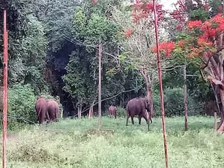 Theni: சுருளியாறு மின்நிலையம் அருகே முகாமிட்டுள்ள யானைகள்; வனப்பகுதிக்குள் விரட்ட மக்கள் கோரிக்கை