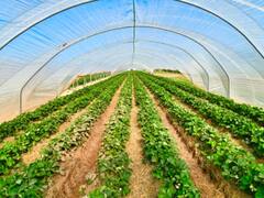 पॉली हाउस फार्मिंग के हैं बड़े फायदे, बारिश और बीमारियों से करती है फसल की पूरी सुरक्षा