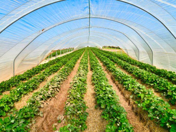 पॉलीहाउस तकनीक की बात करें तो कई किसान भाई पॉलीहाउस में बेमौसमी सब्जियां उगा लेते हैं. बाजार में इस तकनीक से उगी हुई सब्जियां दोगुना भाव पर बिकती हैं. 