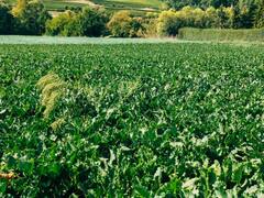 कुछ ही दिनों में लखपति बना देती है ये फसल, बाजार में इसे कहते हैं इम्यूनिटी बूस्टर