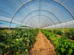 पॉली हाउस फार्मिंग के हैं बड़े फायदे, बारिश और बीमारियों से करती है फसल की पूरी सुरक्षा
