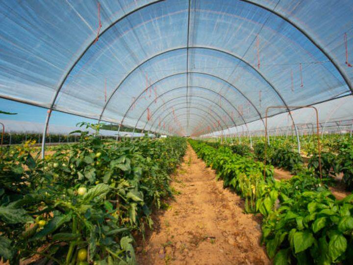 पॉलीहाउस वन टाइम इनवेस्मेंट तकनीक है, जो सालों तक किसानों को कम लागत में अच्छा मुनाफा कमा कर दे देती है. इस तकनीक को लगाने के लिये अब केंद्र सरकार और राज्य सरकारें भी 50% तक का अनुदान किसानों को दे रही हैं.