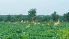 Telangana Rains : వానొచ్చనంటే వరద మాత్రమే కాదు ఇలాంటివి కూడా | ABP Desam