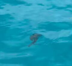 Ananya Pandey: ’தங்க தாமரை மகளே வா அருகே..’ லைகர் பட நாயகி அனன்யா பாண்டேவின் ஐபிசா ட்ரிப் புகைப்படங்கள்!