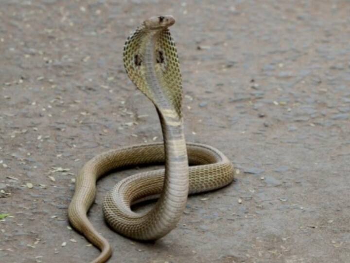 Uttarakhand nainital poisonous snake entered in the bus of devotees in Kainchidham Nainital News: कैंचीधाम में श्रद्धालुओं की बस में घुसा जहरीला सांप, जान बचाने के लिए चीखने लोग लोग, मची अफरा-तफरी