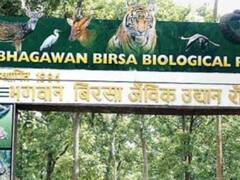 बिरसा बॉयोलॉजिकल पार्क में राधा नामक मादा तेंदुए की मौत, डॉक्टर ने हेपेटाइटिस को बताया मौत की वजह