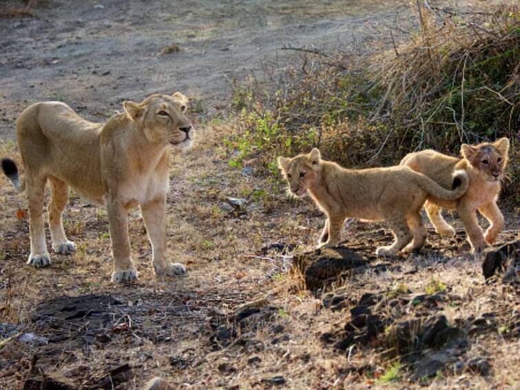 Asiatic Lions Gujarat Killed Injured Amreli Railway Track Goods Train 2 Asiatic Lions Get Run Over By Goods Train While Crossing Railway Track In Gujarat’s Amreli