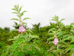 तिल की खेती से अमीर बनेंगे किसान, जानिए सही समय पर कैसे करें इसकी बुआई