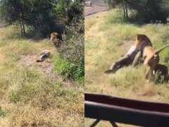 Viral Video: बेखौफ होकर शेर के बाड़े में घुस गया शख्स, 'जंगल के राजा' ने मारा झपट्टा, जबड़े में कसकर घसीट ले गया अपने साथ