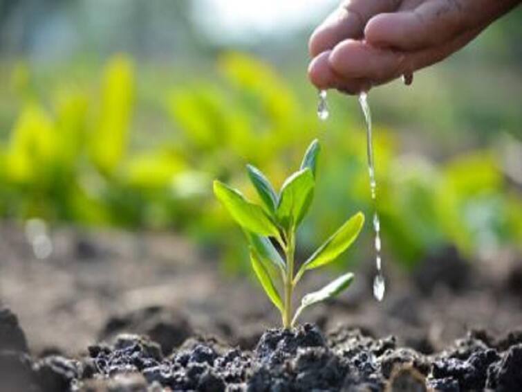 Plantation of 20000 trees started today on behalf of the Public Works Department Tree Planting  :  20 हजार वृक्ष लागवडीचा आज शुभारंभ, सार्वजनिक बांधकाम विभागातील अभियंत्यांसह कर्मचाऱ्यांचा संकल्प 