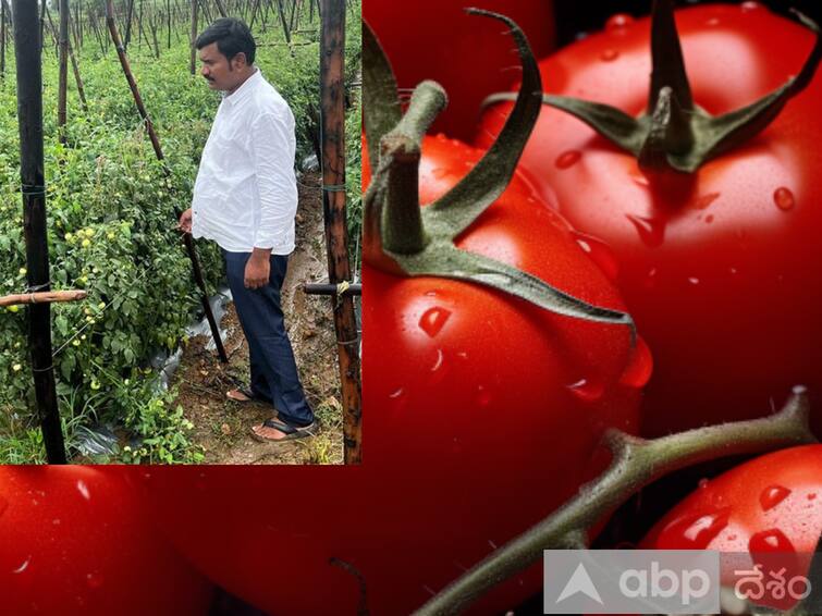 A Medak farmer earned 1.80 crore rupees in a month by selling Tomato నెల రోజుల్లో కోటీ 80లక్షలు సంపాదించిన మెదక్‌ రైతు- టమాటా విక్రయంతో లాభాల బాట